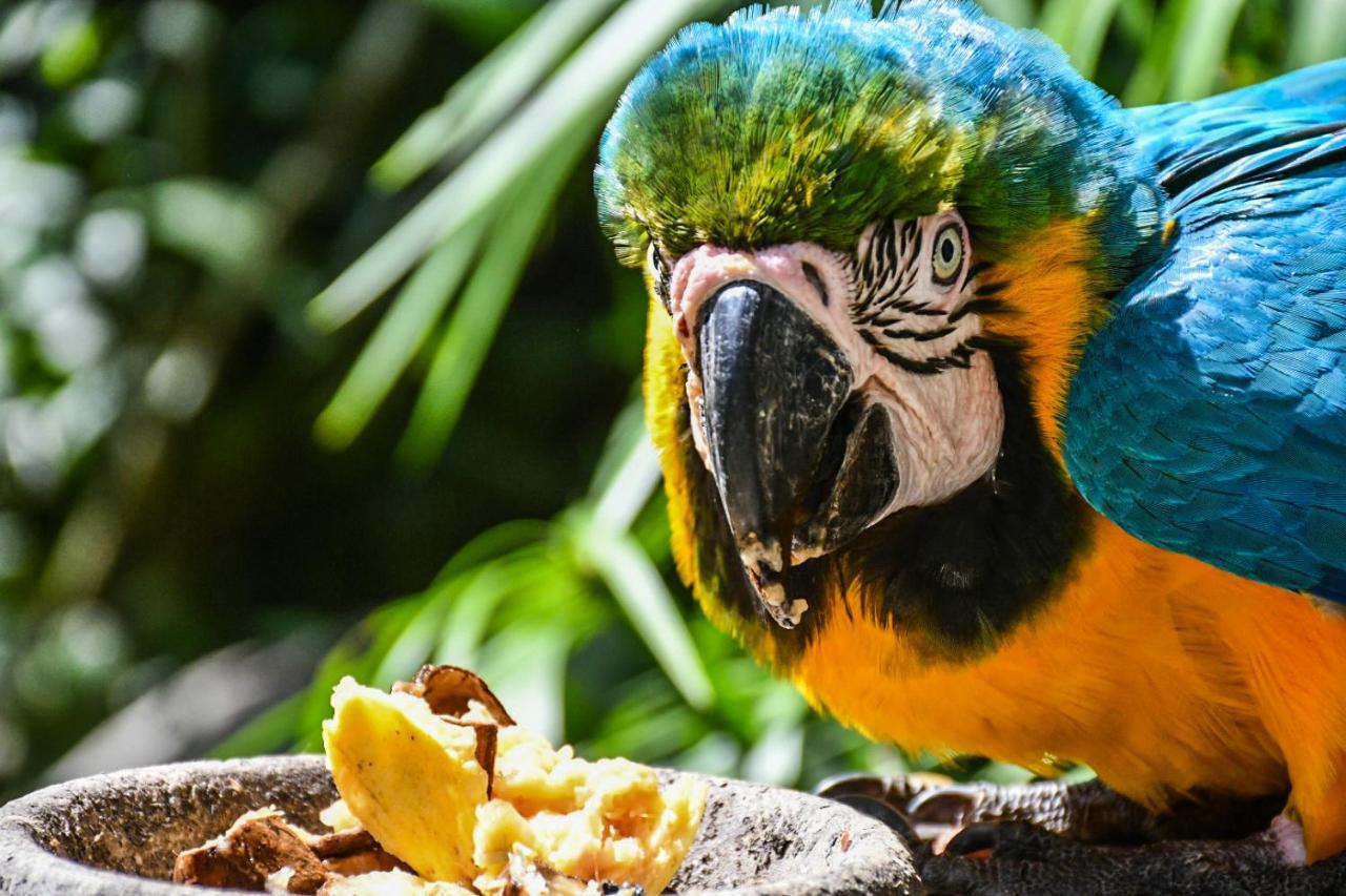 Reserva Biologica Caoba Bonda ภายนอก รูปภาพ
